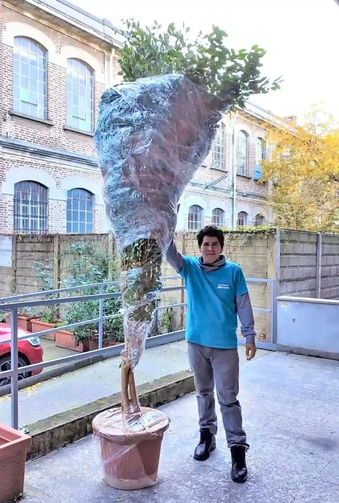 Un traslocatore professionista di Traslochi Boris mostra una grande pianta avvolta in un imballaggio protettivo trasparente, pronta per il trasporto in sicurezza.
